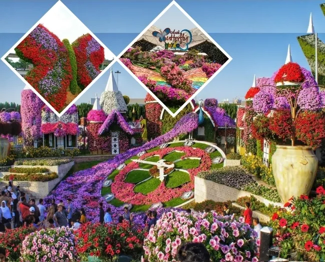 Dhabi Miracle Garden & Butterfly Garden Tour